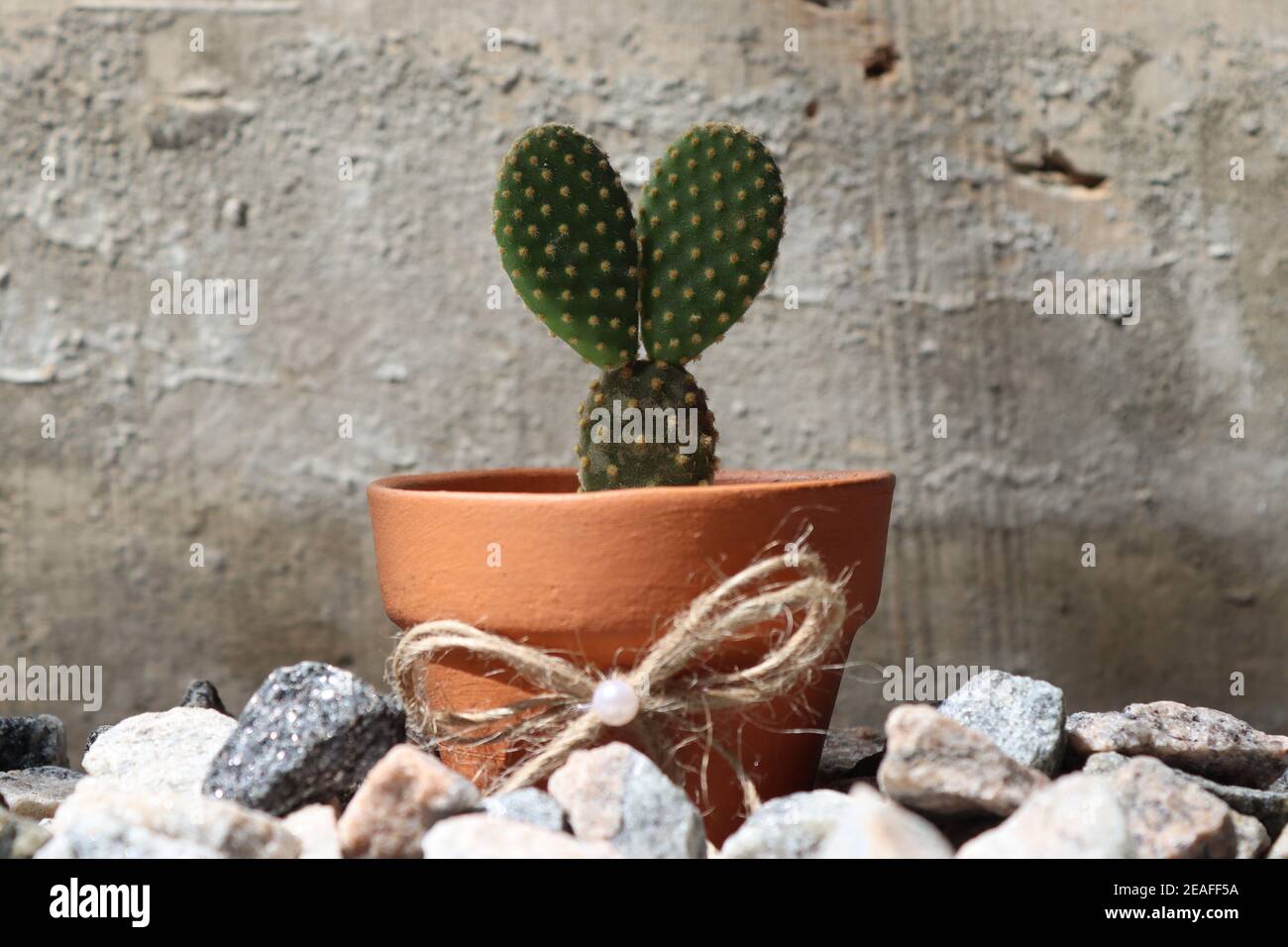 This small cactus tree with two leaves standing in front of various backgrounds shows us a cute look. It is in a tiny clay pot. Stock Photo