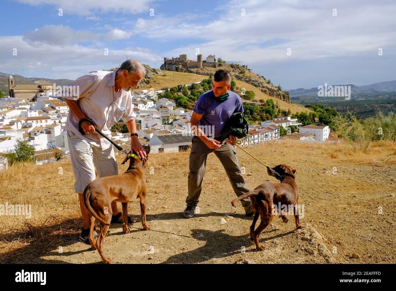 Exercising rabbit hunting dogs on the hillside of a rural town with Moorish castle in the background. Carcabuey, Sierras Subbeticas, Andalucia, Spain Stock Photo