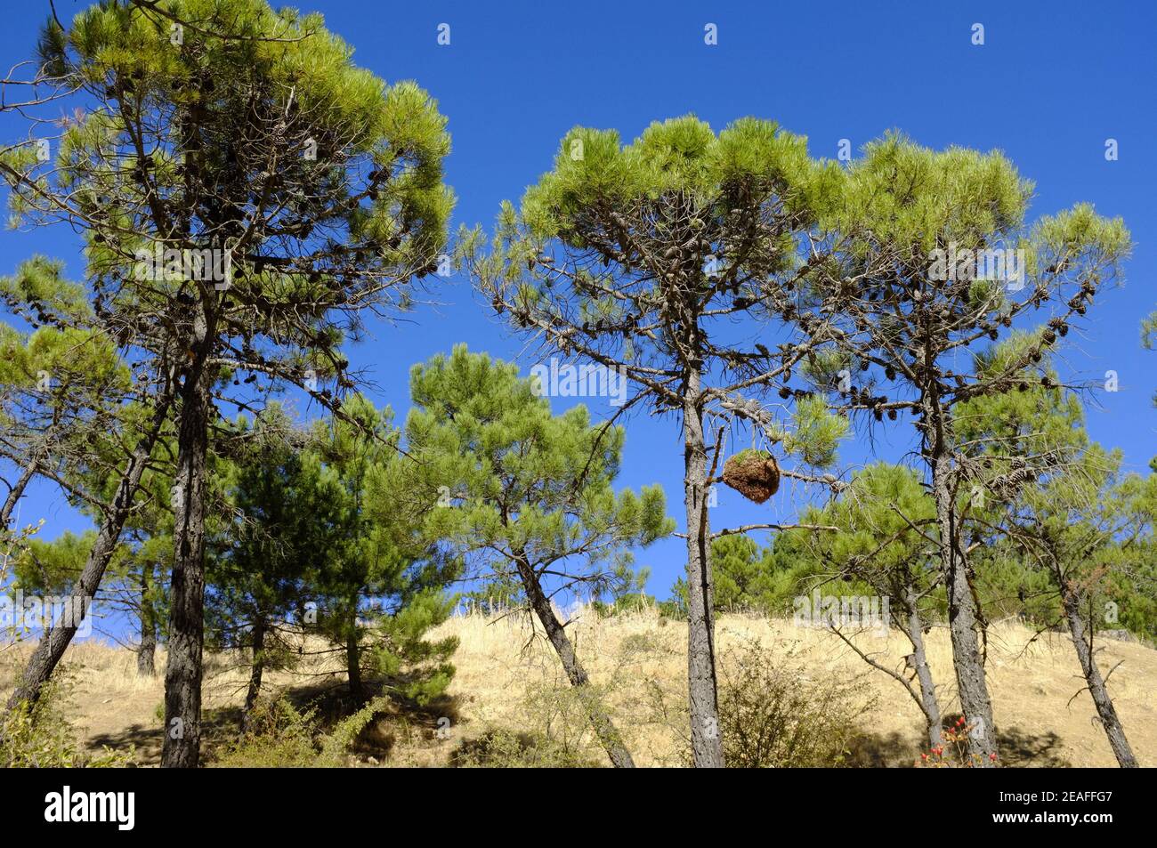Witches Broom growths on Mediterranean pine trees. Sierras de las Nieves, Malaga Province, Andalucia, Spain Stock Photo
