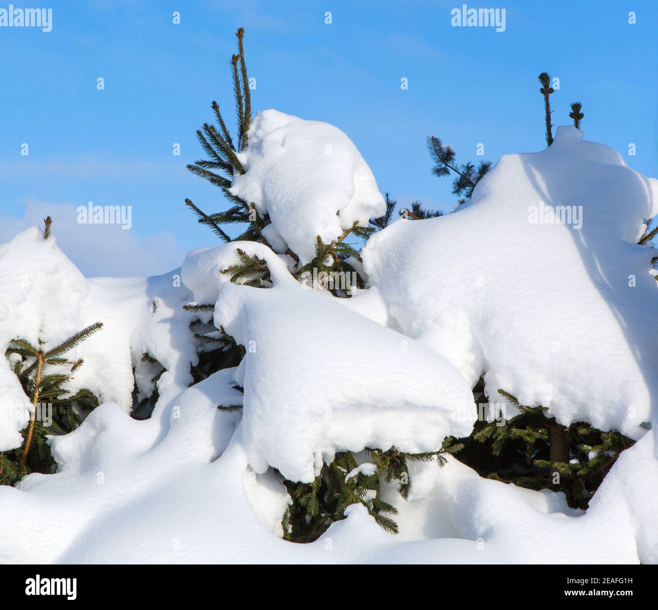 Snow covered spruce trees. Winter landscape on blue sky background. Snow drifts after snowfall and storm. Nature as Background. Stock Photo