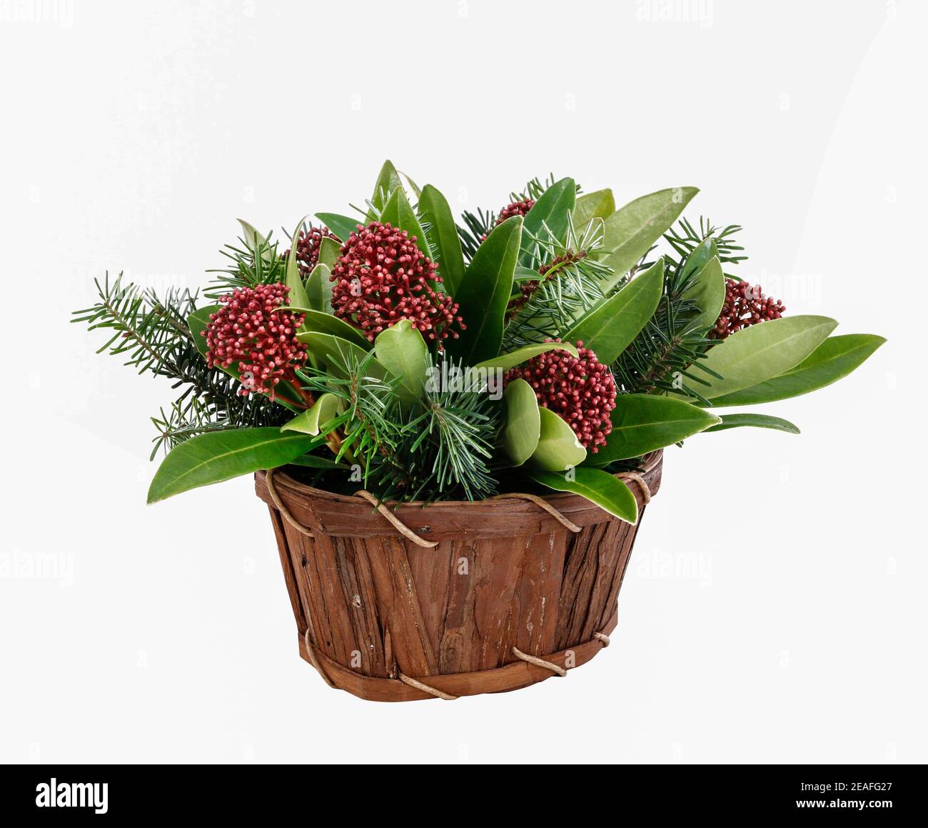 Florist at work: woman shows how to make floral arrangement with  skimmia (Skimmia japonica), an evergreen shrub and fir twigs. Step by step, tutorial Stock Photo