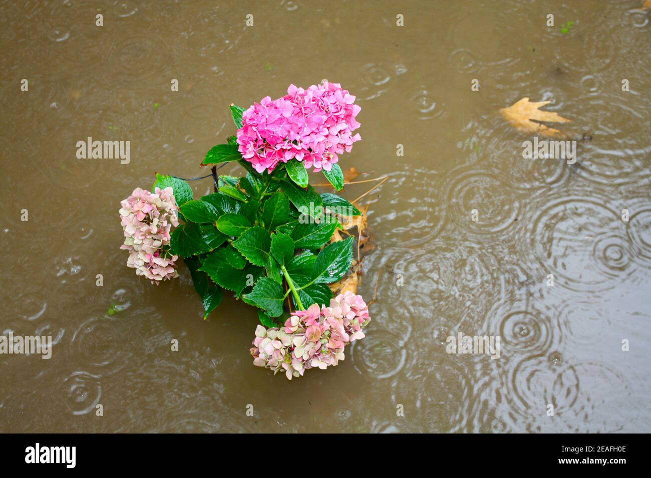 Rainy season flower hires stock photography and images Alamy
