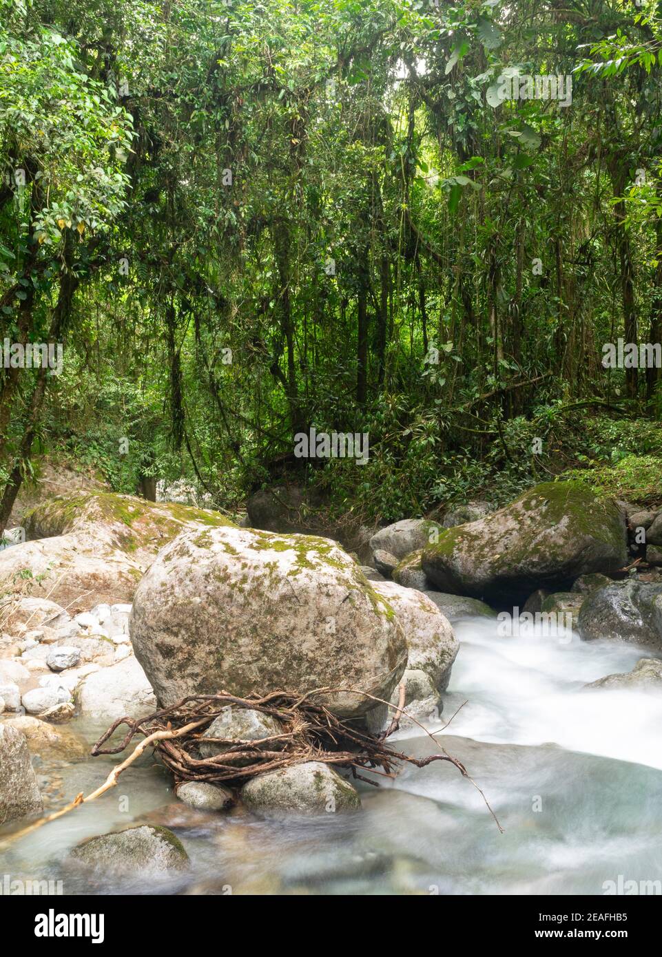 Stone in the middle of rainforest little river in Brazil Stock Photo
