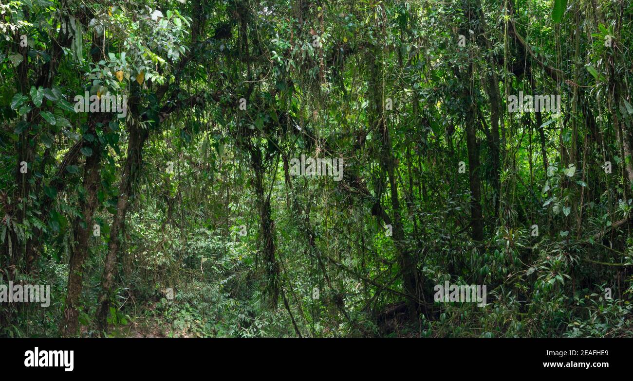 Rainforest vegetaion in Brazil Stock Photo