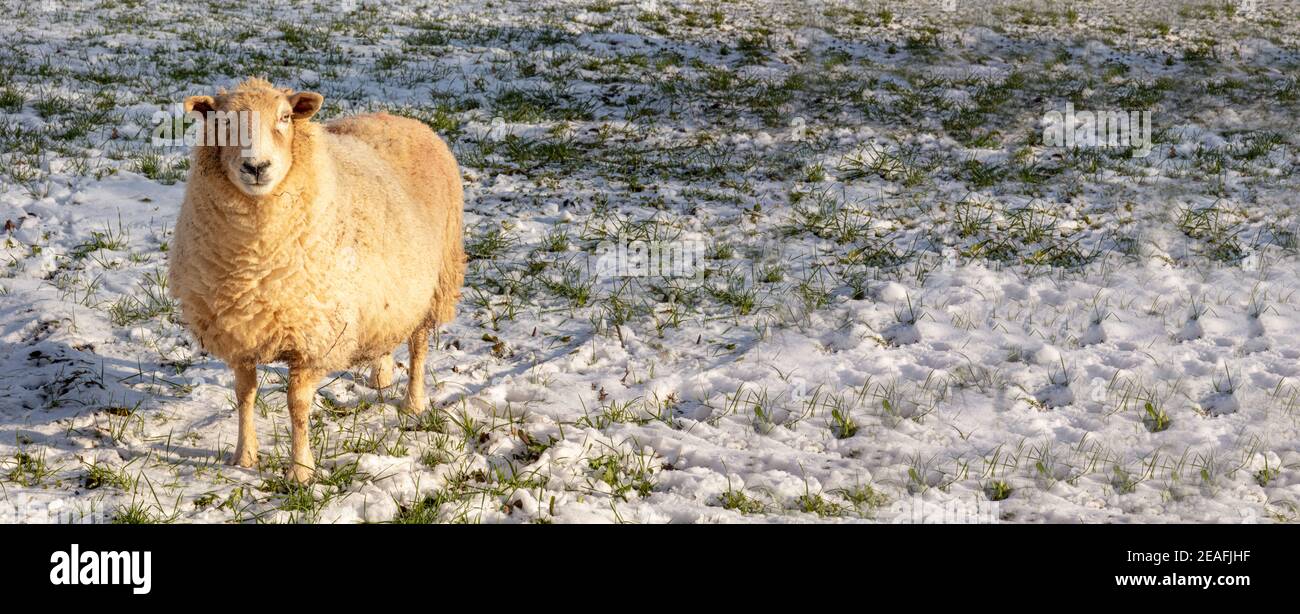 Sheep in winter on the Cotswolds - background banner image Stock Photo