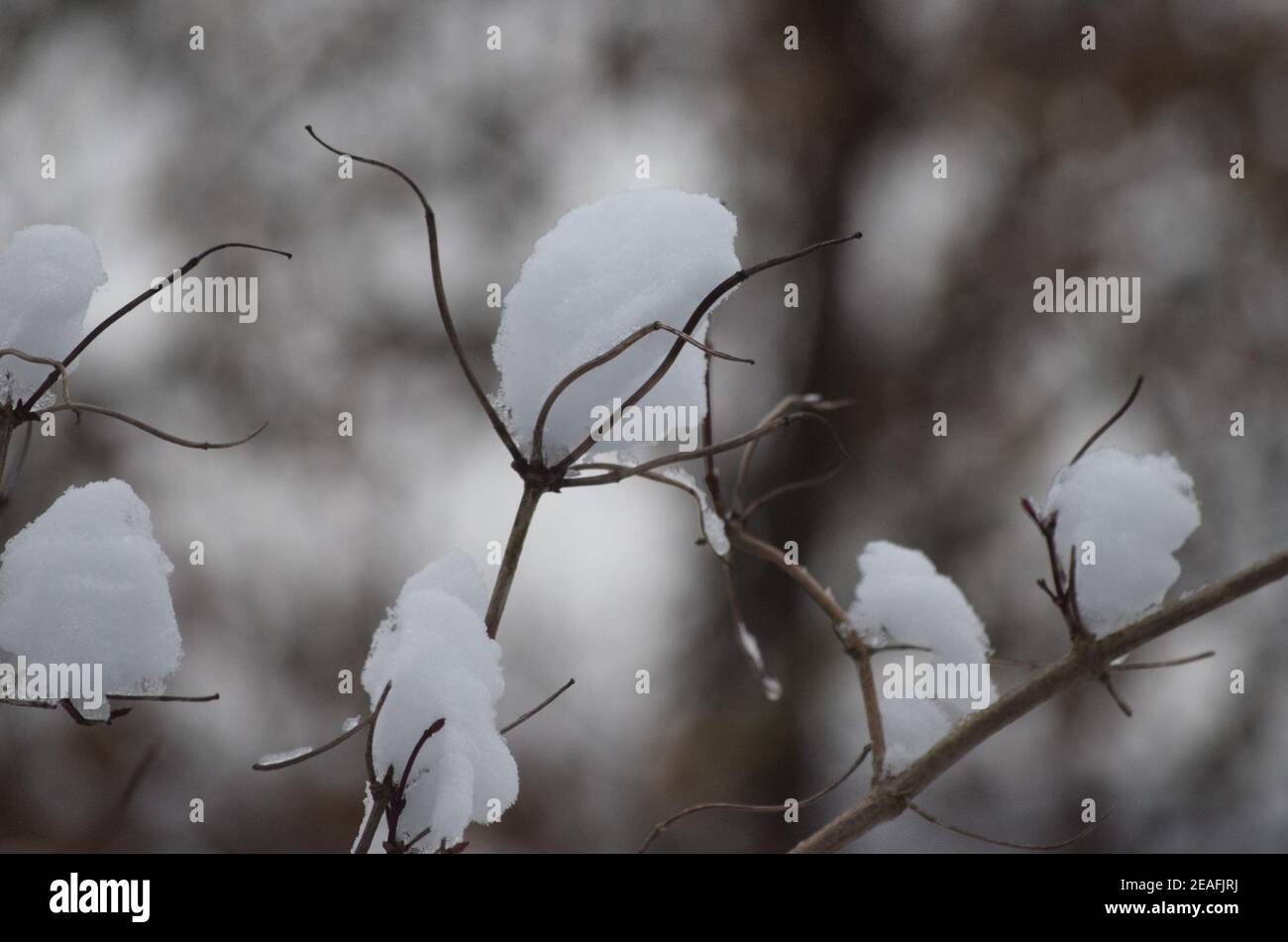 frozen Snow creates a cottonlike Appearance Stock Photo Alamy