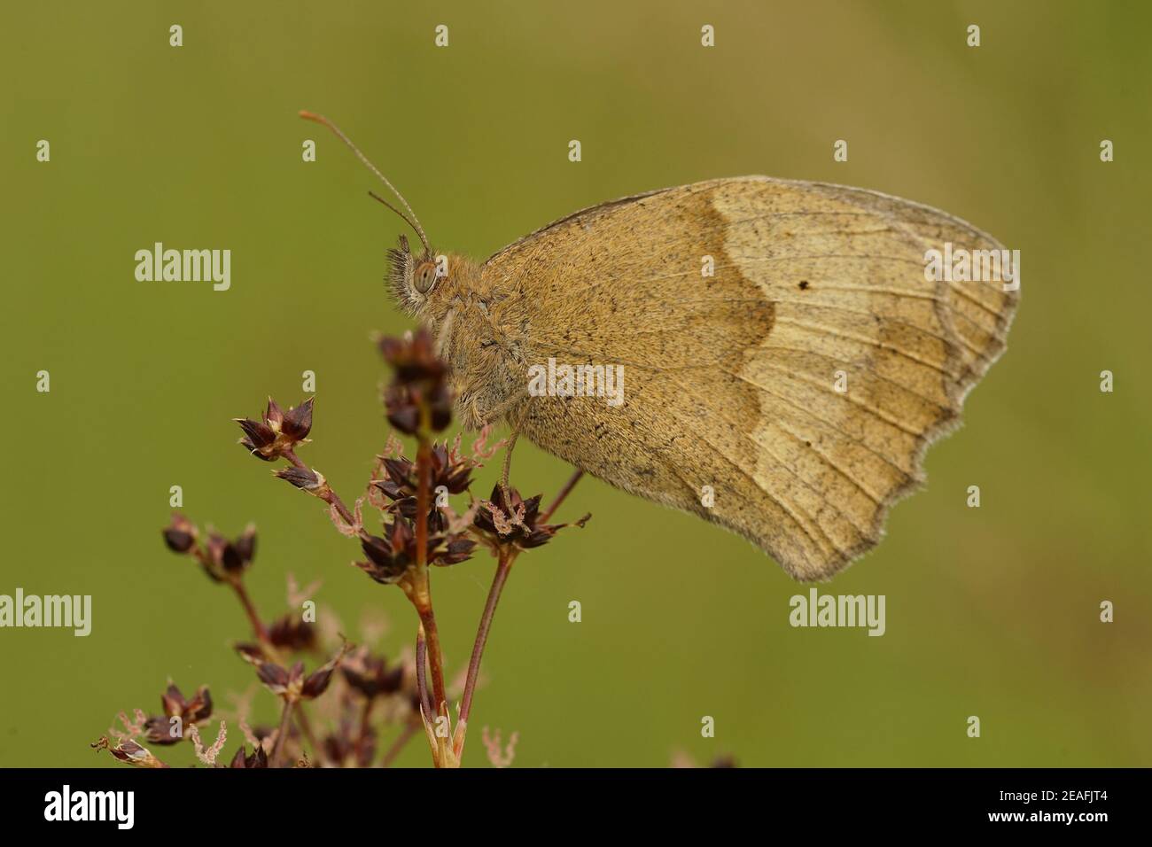 Close up of a meadown brown, Maniola jurtina with green background Stock Photo