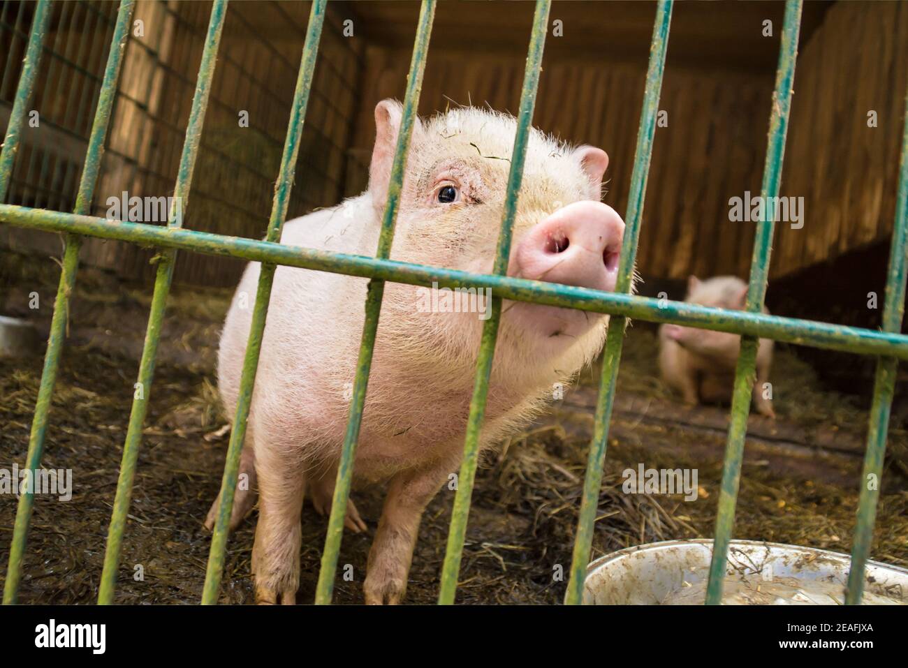 A piglet in the barn. It looks and sniffs curiously to the camera. Behind the bars it has a lot of space together with its siblings. Open air husbandr Stock Photo