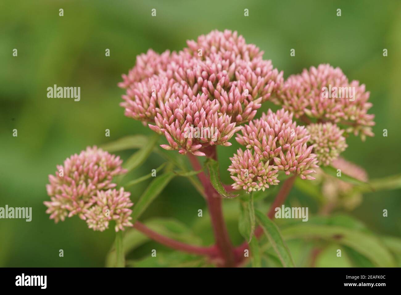 Holy rope hi-res stock photography and images - Alamy