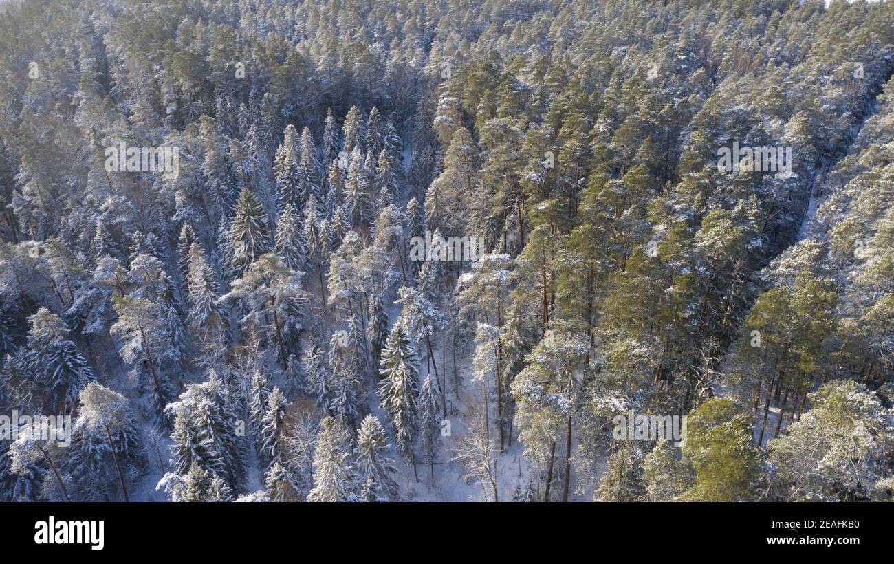 Aerial view of a snowy forest in winter Stock Photo - Alamy