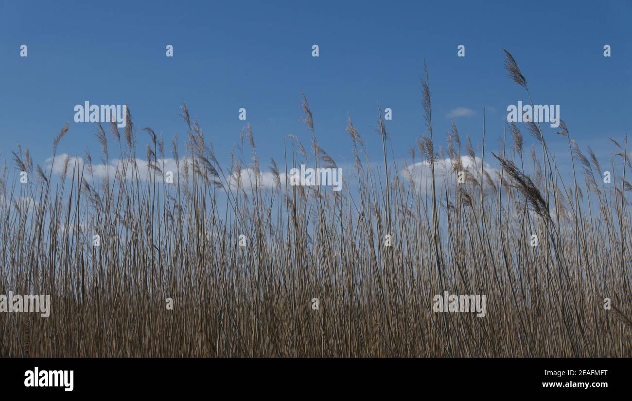 Phragmites australis, reeds Stock Photo