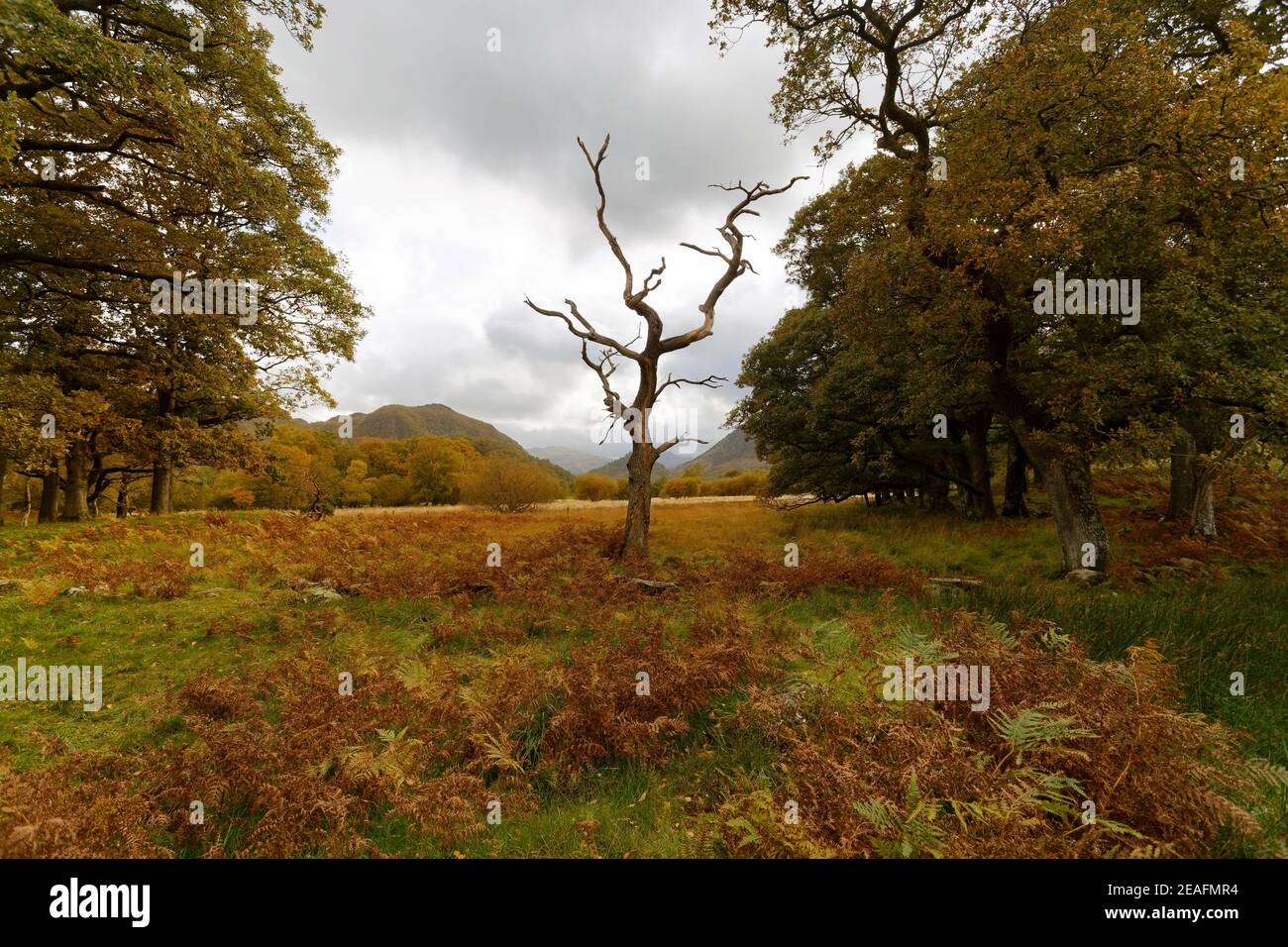 Striking dead tree surrounded by autumnal colours Barrowdale Lake District Cumbria Stock Photo