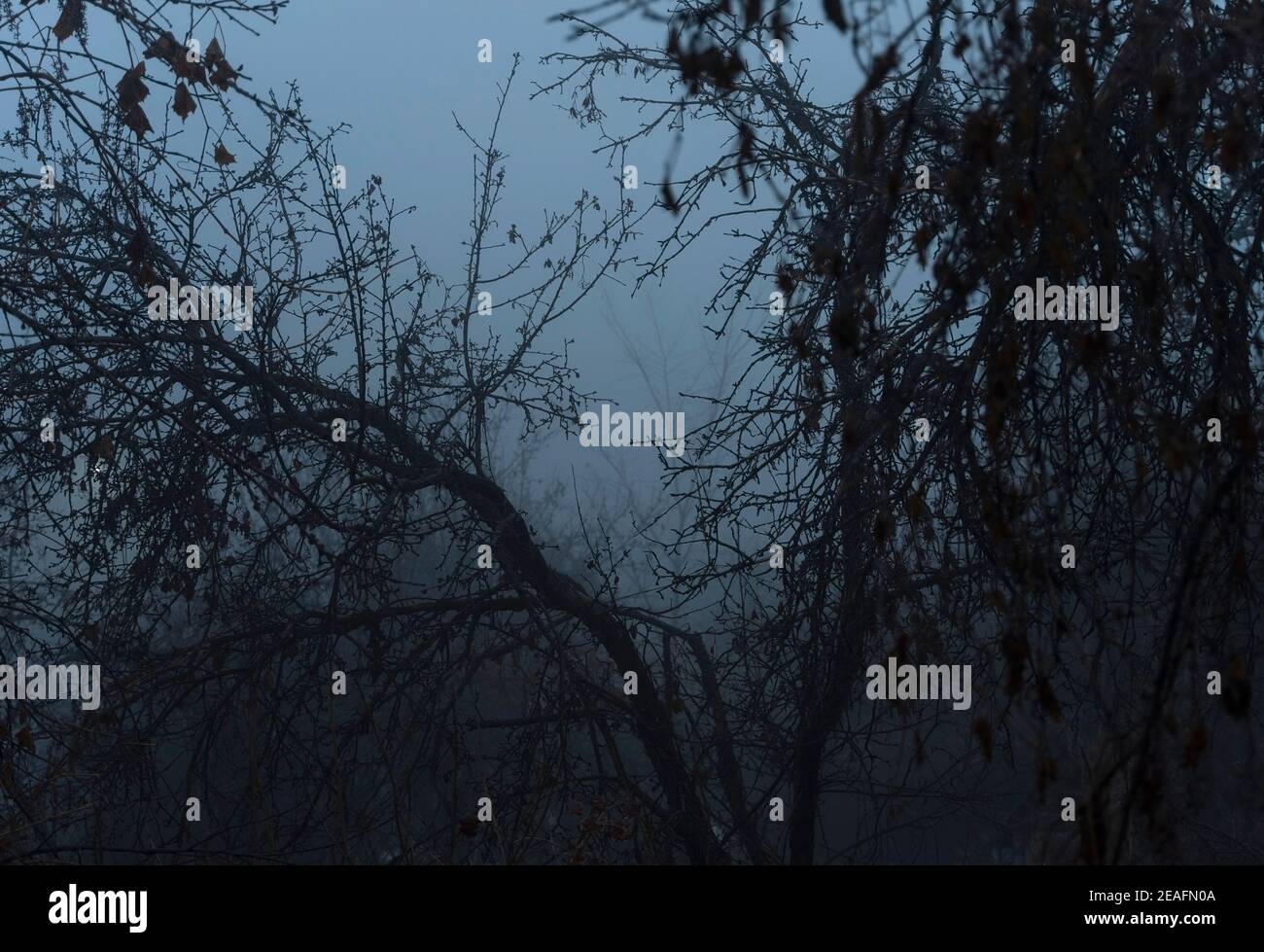Trees in fog dusk hi-res stock photography and images - Alamy