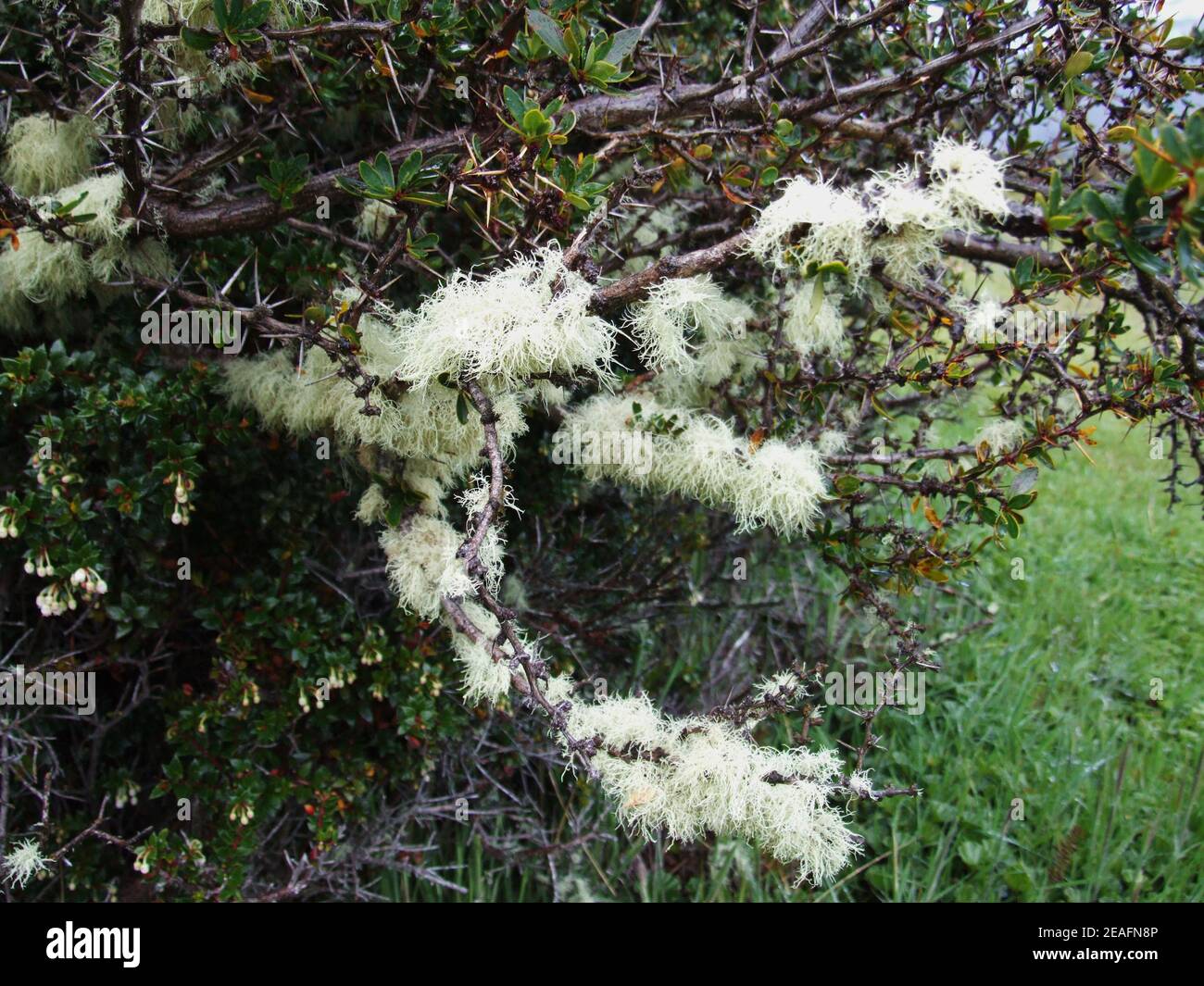 Lichen on branches in Tierra del Fuego National Park, Argentina  Stock Photo