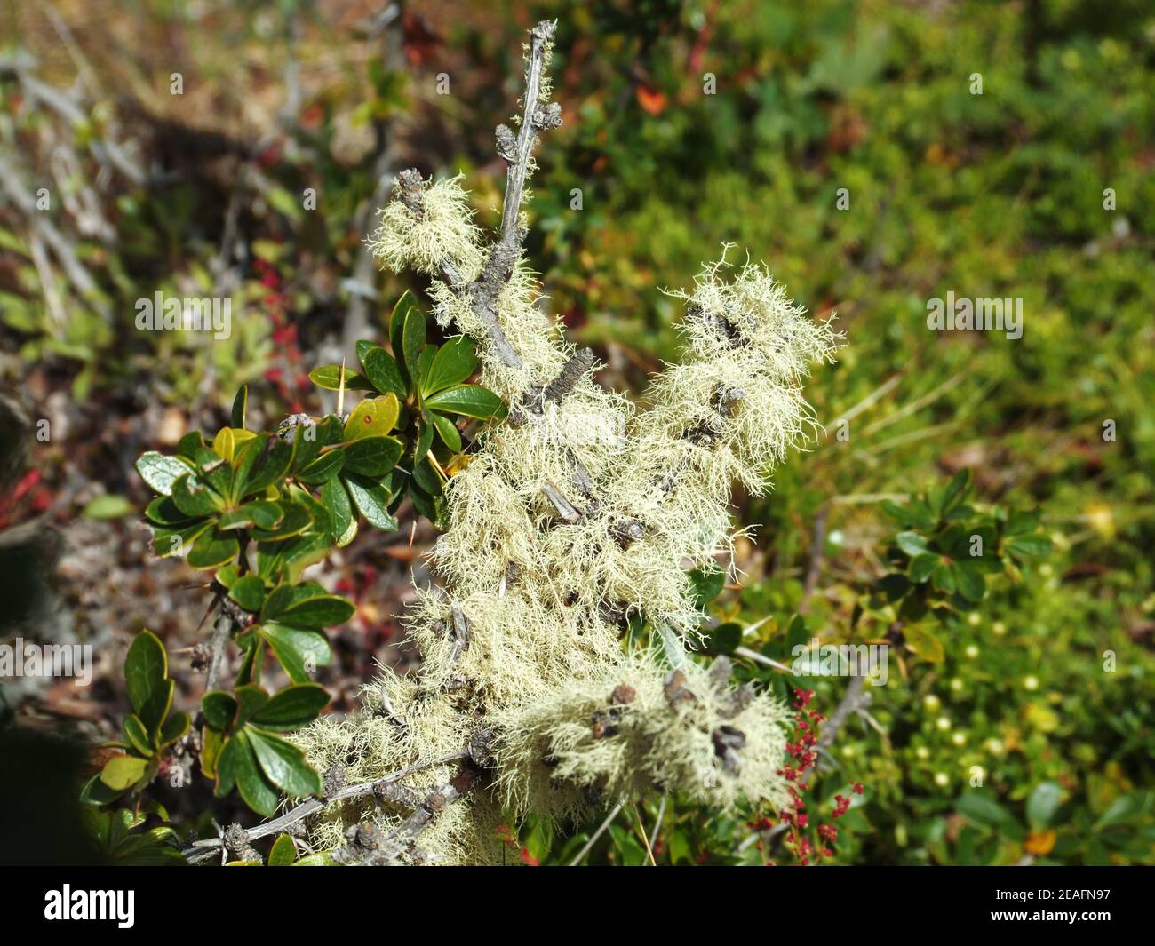 Lichen on branches in Tierra del Fuego National Park, Argentina  Stock Photo