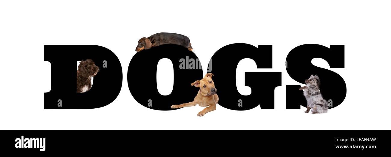 A group of four dogs around black letters written dogs isolated on a white background. Stock Photo