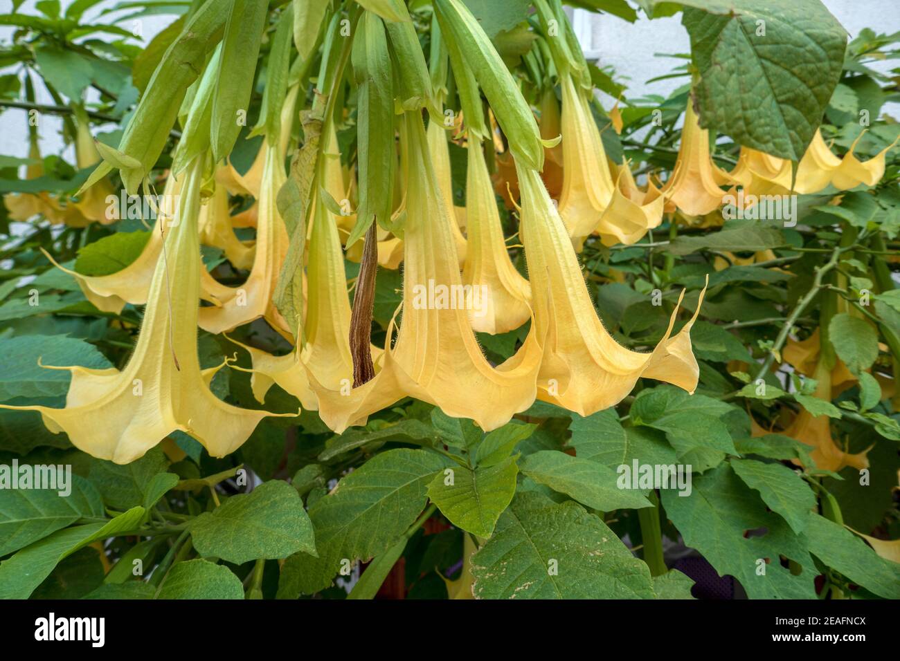 Closeup yellow datura flower Brugmansia versicolor Stock Photo - Alamy