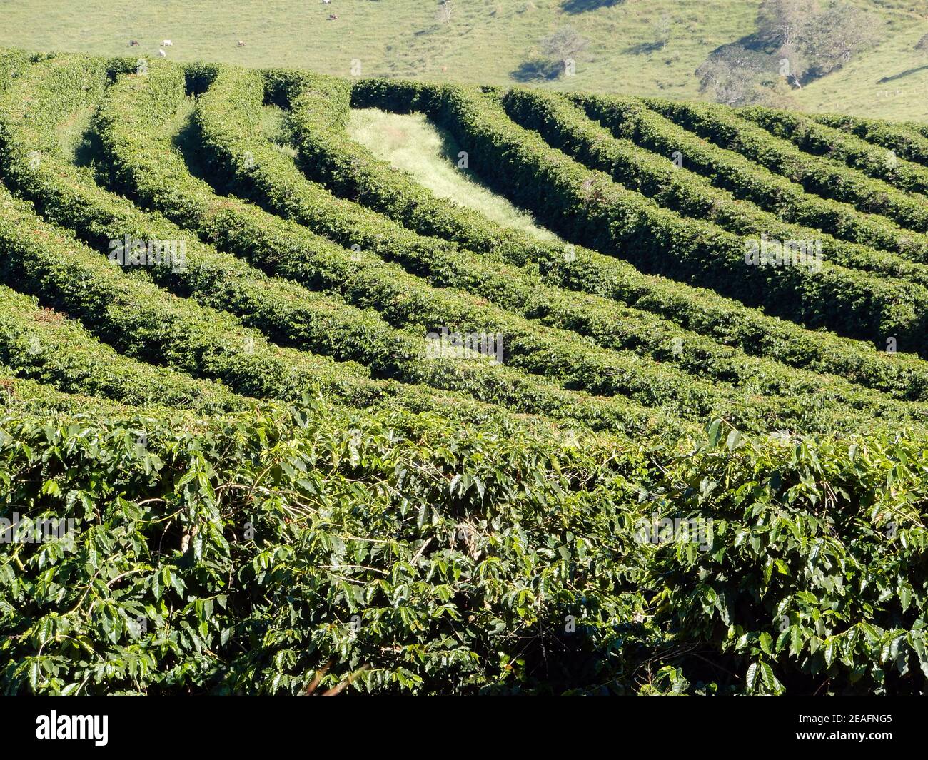MINAS GERAIS, BRAZIL: Coffee plantation in southern Minas Gerais state  Stock Photo - Alamy