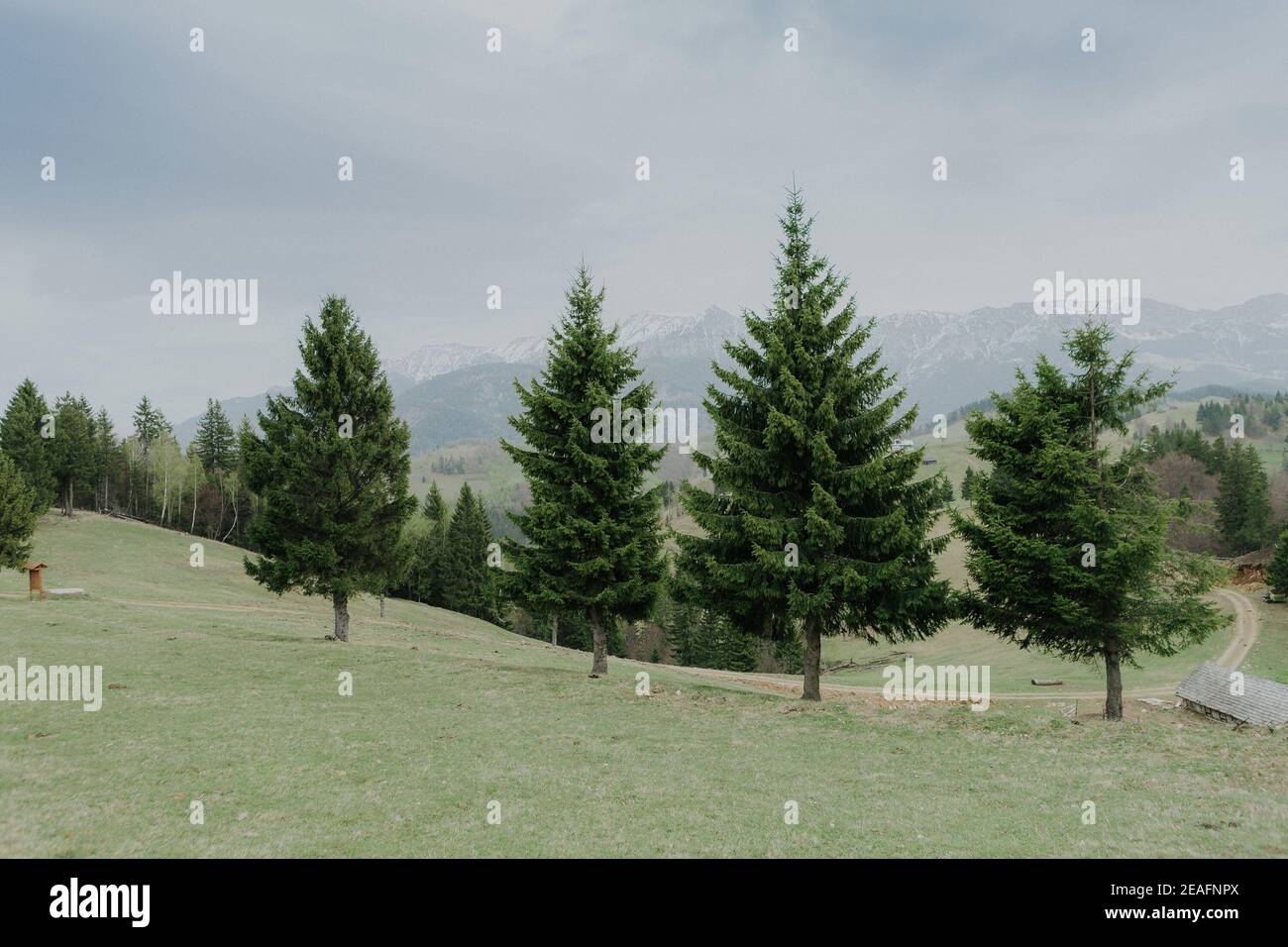 Fir trees in a mountain valley on a foggy day Stock Photo - Alamy