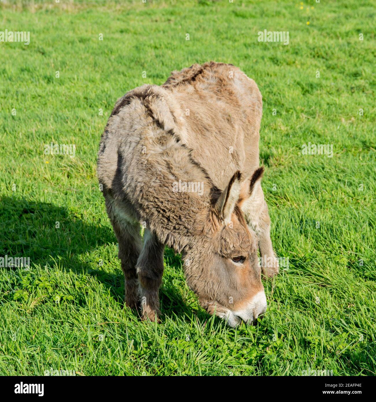 Closeup view of a donkey eating grass in the field on a sunny summer ...