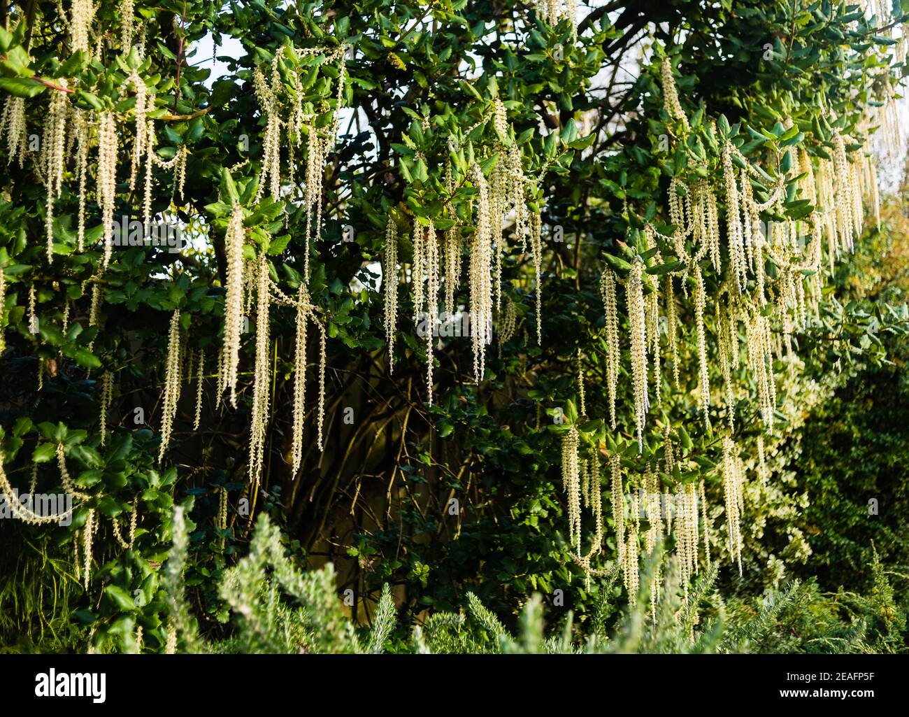 Garrya Elliptica James Roof with long tassles. Stock Photo