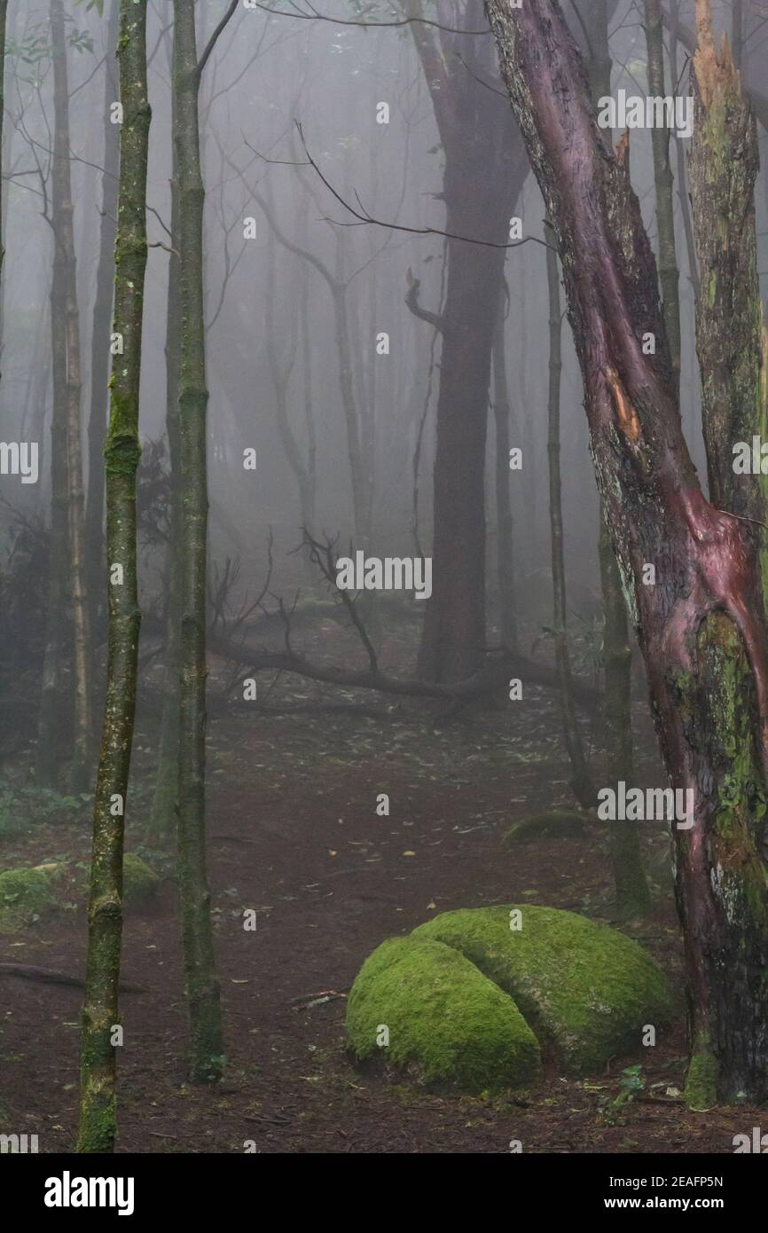 Enchanted forest with trees and rocks covered with moss Stock Photo - Alamy