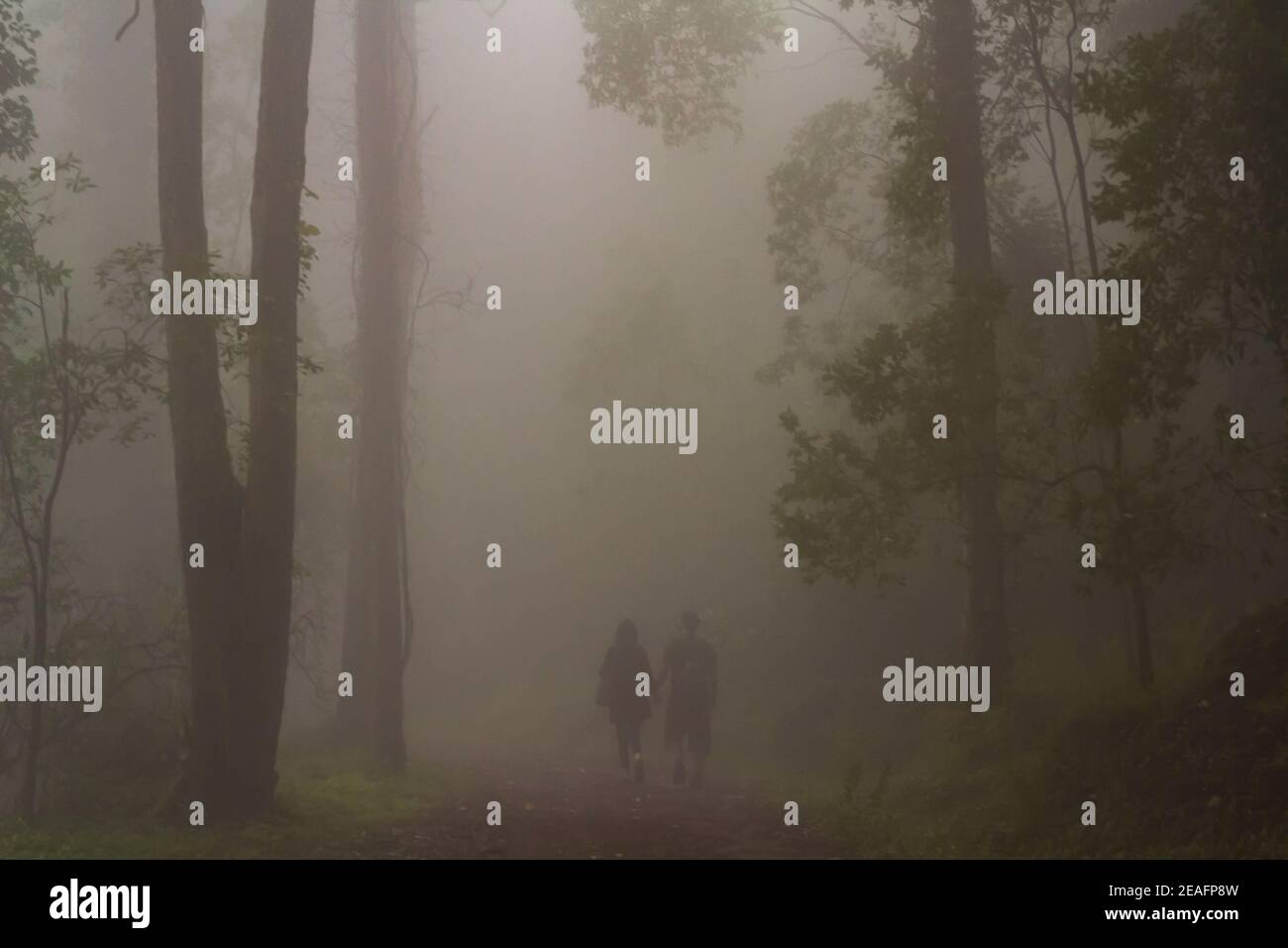 Rear view of Couple holding hands and walking on forest in misty day ...