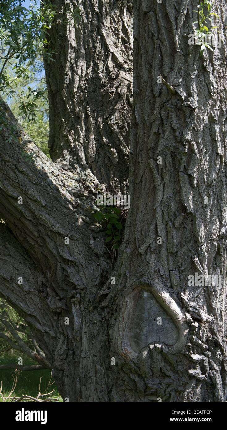 Inverted heart shape in the trunk of a crack willow tree Stock Photo