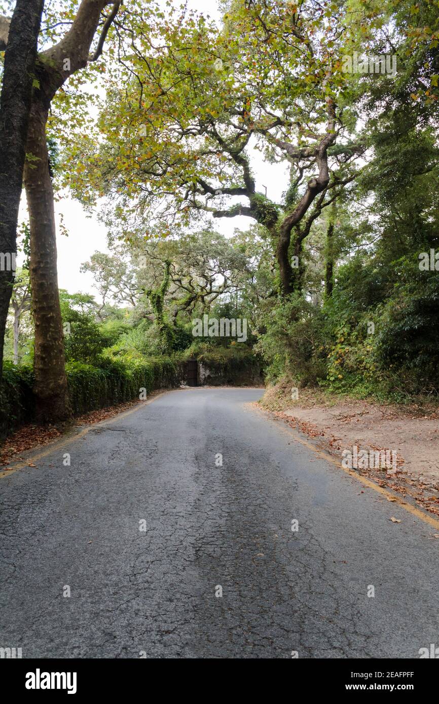 Road with trees at both sides hi-res stock photography and images - Alamy