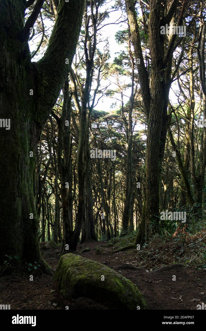 Enchanted forest with trees and rocks covered with moss Stock Photo - Alamy