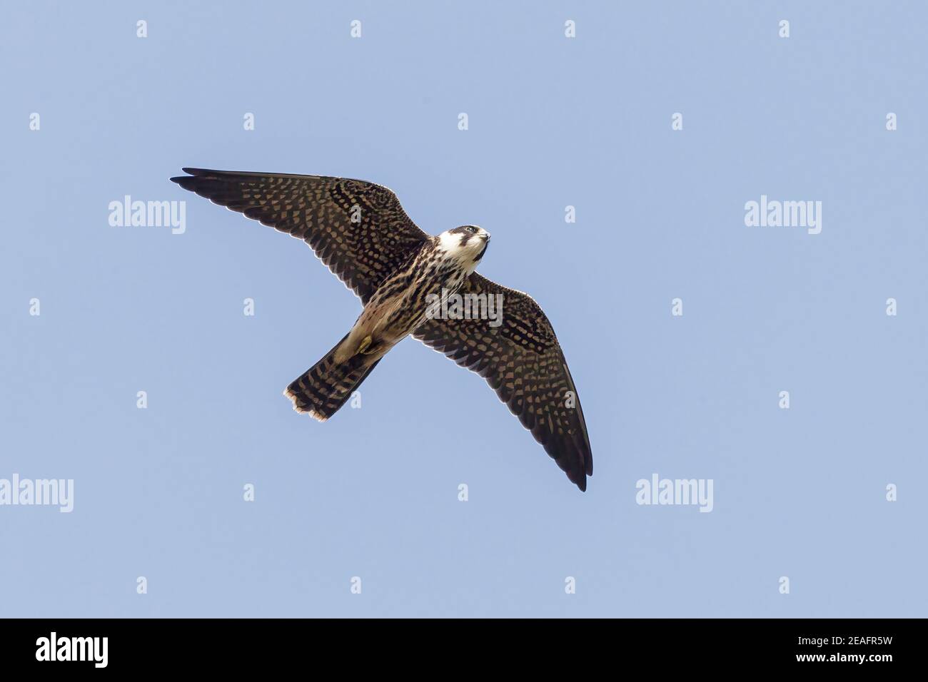 Hobby bird hunting insect hi-res stock photography and images - Alamy