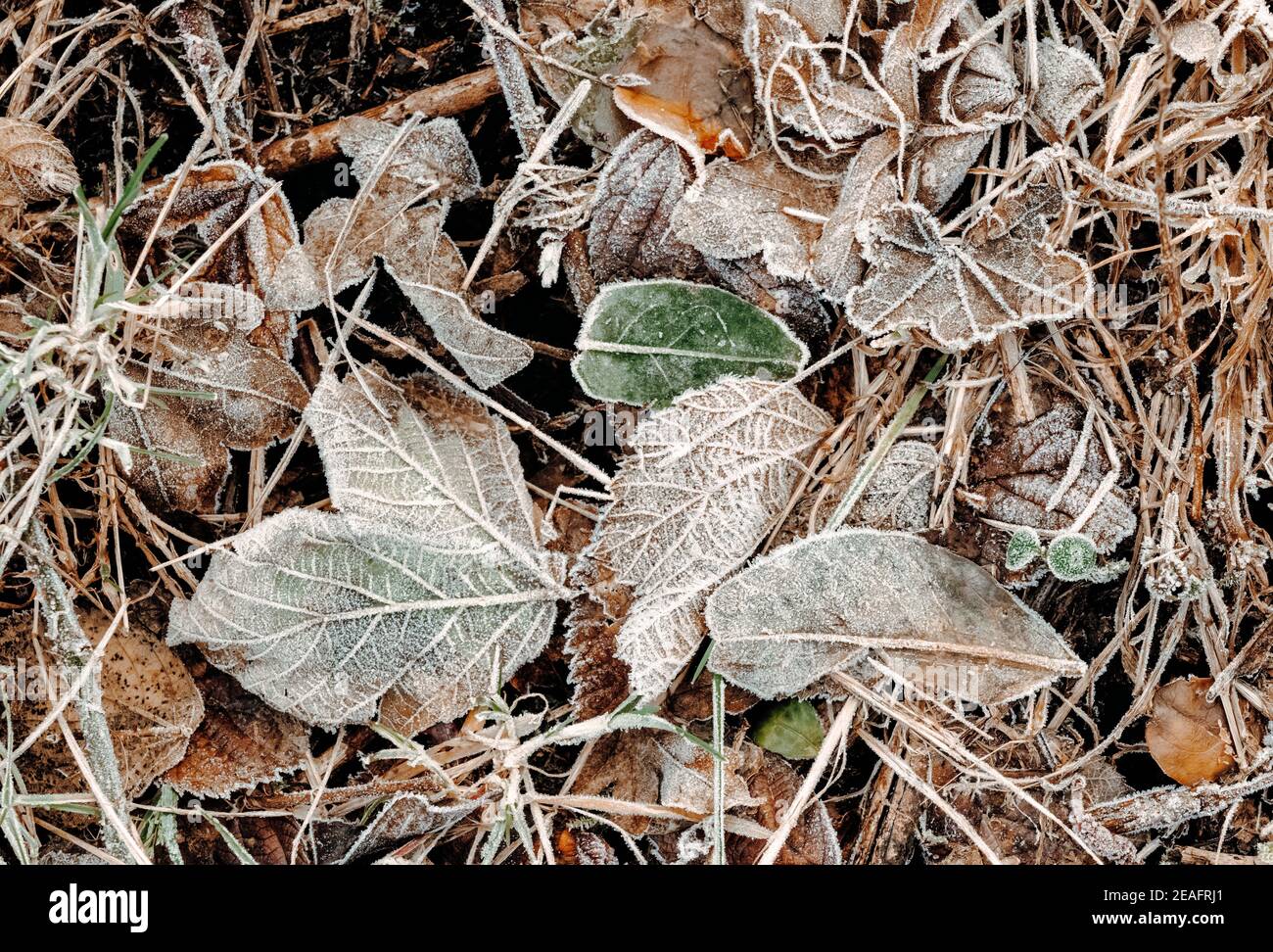 Frosty brown dead leaves on the ground Stock Photo