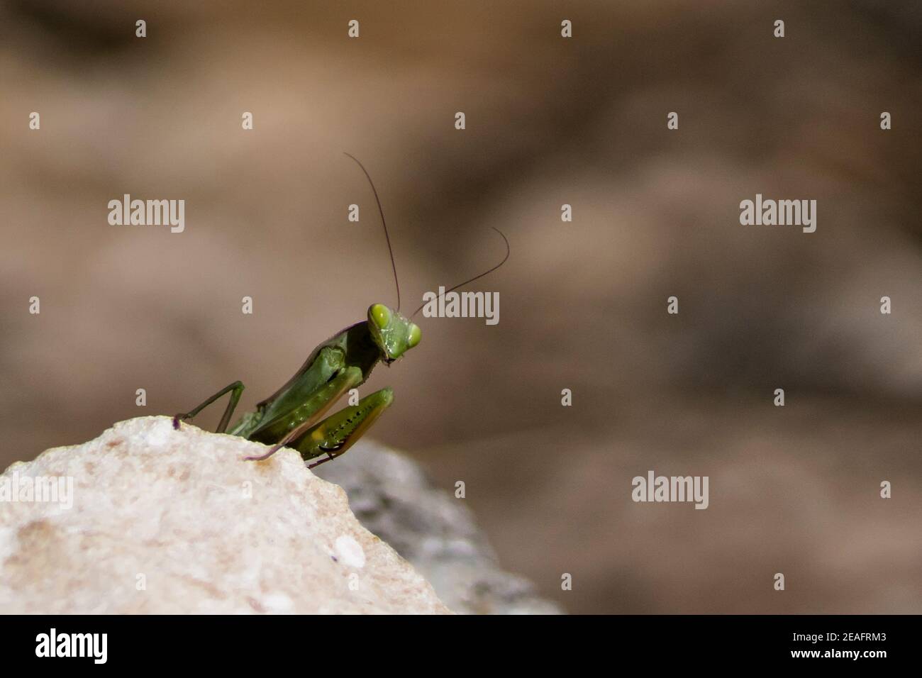 Mantis close shot Stock Photo