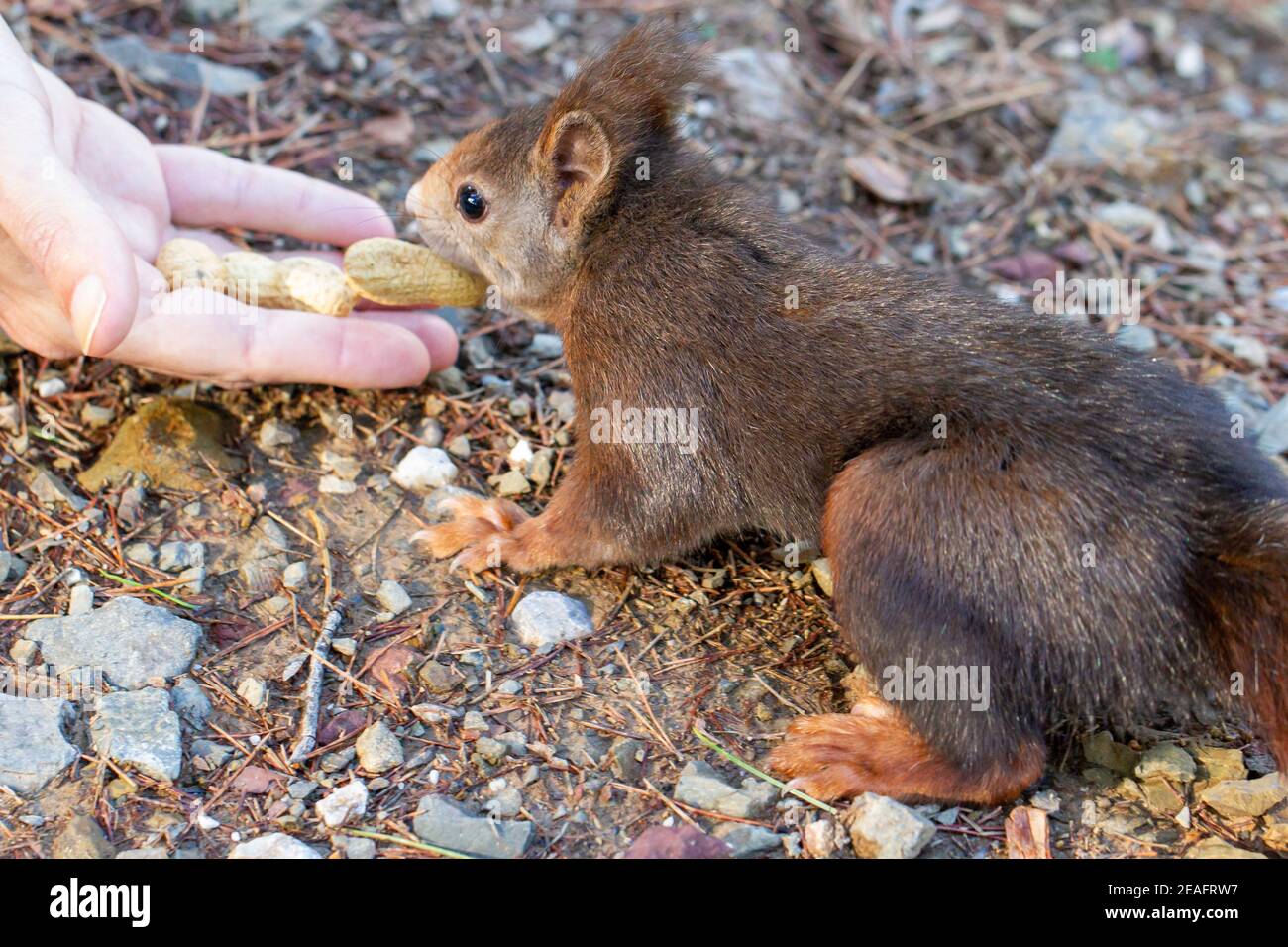 Feeding wild squirrels peanuts Stock Photo Alamy