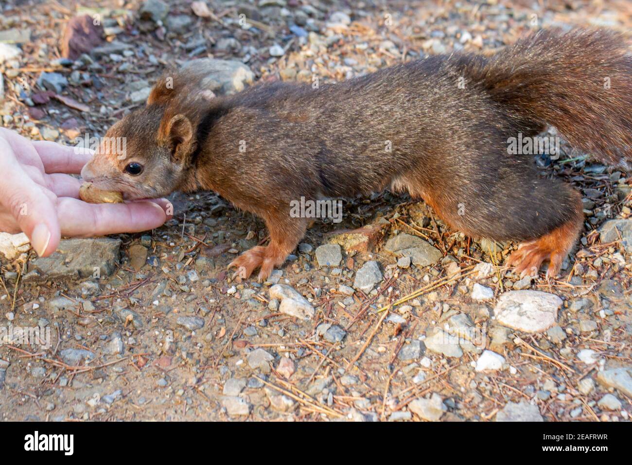 Feeding wild squirrels peanuts Stock Photo Alamy