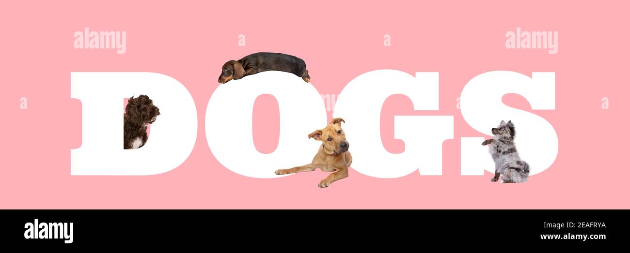 A group of four dogs around white letters written dogs isolated on a pink background. Stock Photo
