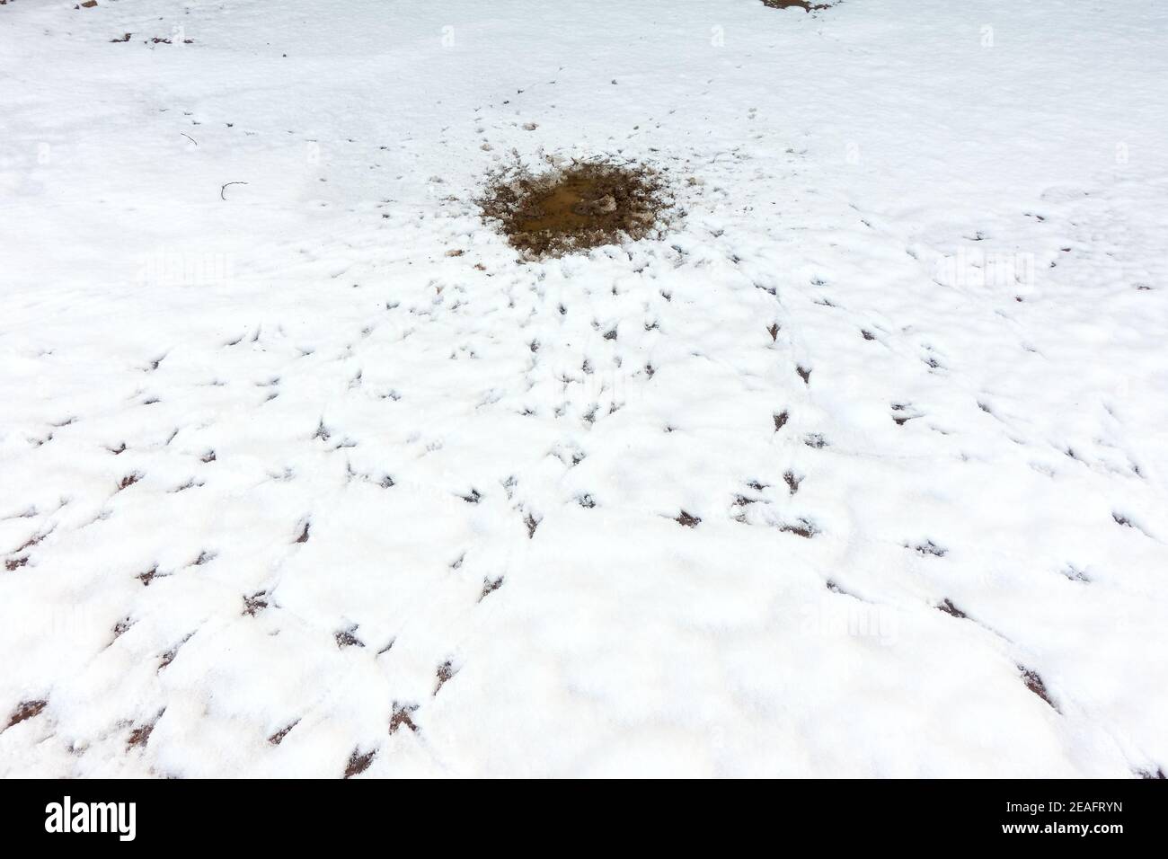 Signs of birds feeding and drinking around a melted patch of snow as evidenced by footprints and tracks in the wintery conditions Stock Photo