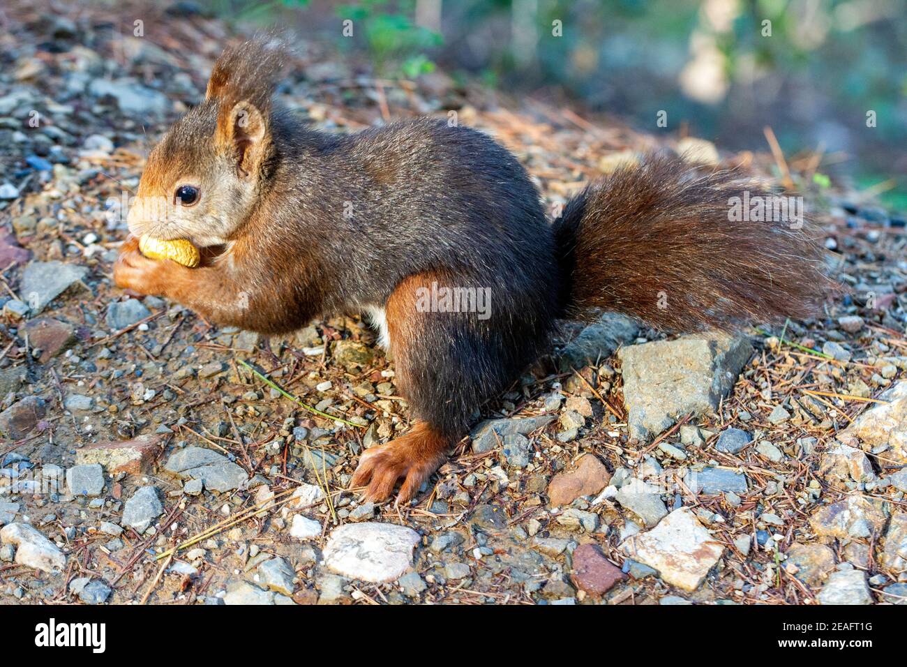 Feeding wild squirrels peanuts Stock Photo Alamy