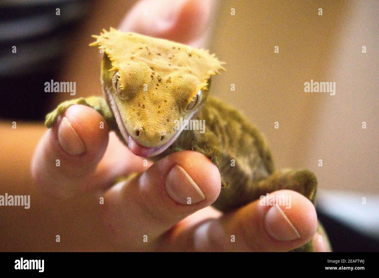 Crested Gecko Stock Photo