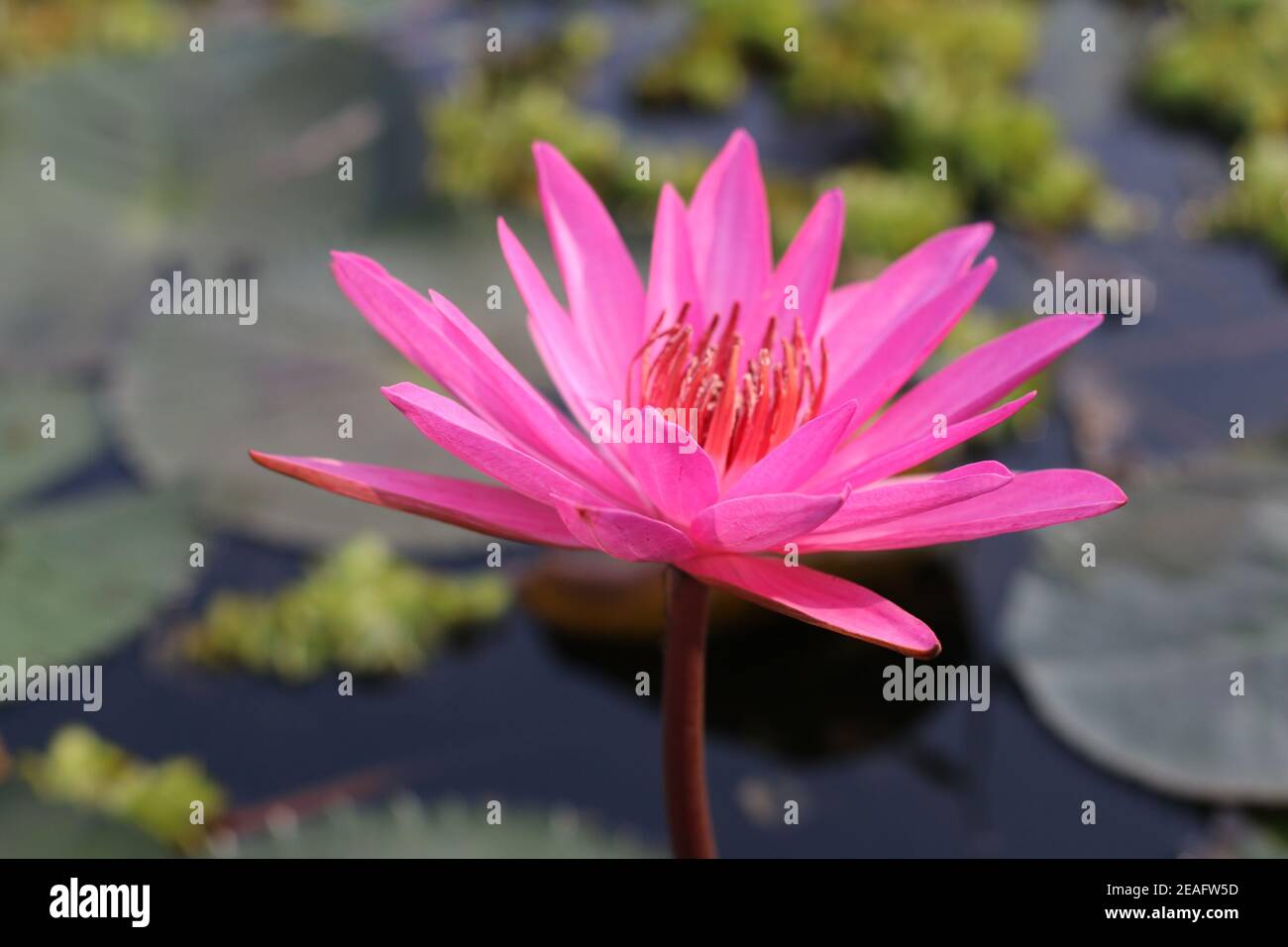 Watermelon flowers in the sweet sun Stock Photo