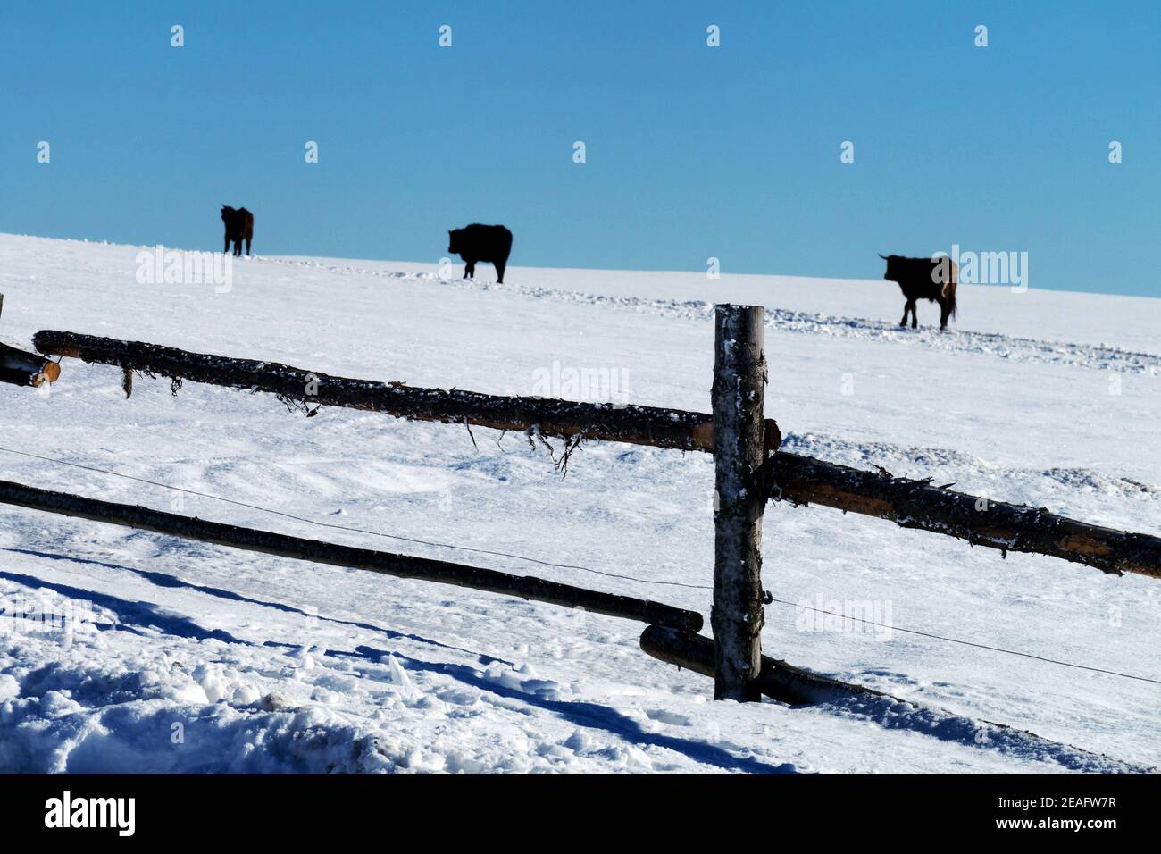 Cows in pasture field, snow cattle farm in winter snowy farm Stock Photo