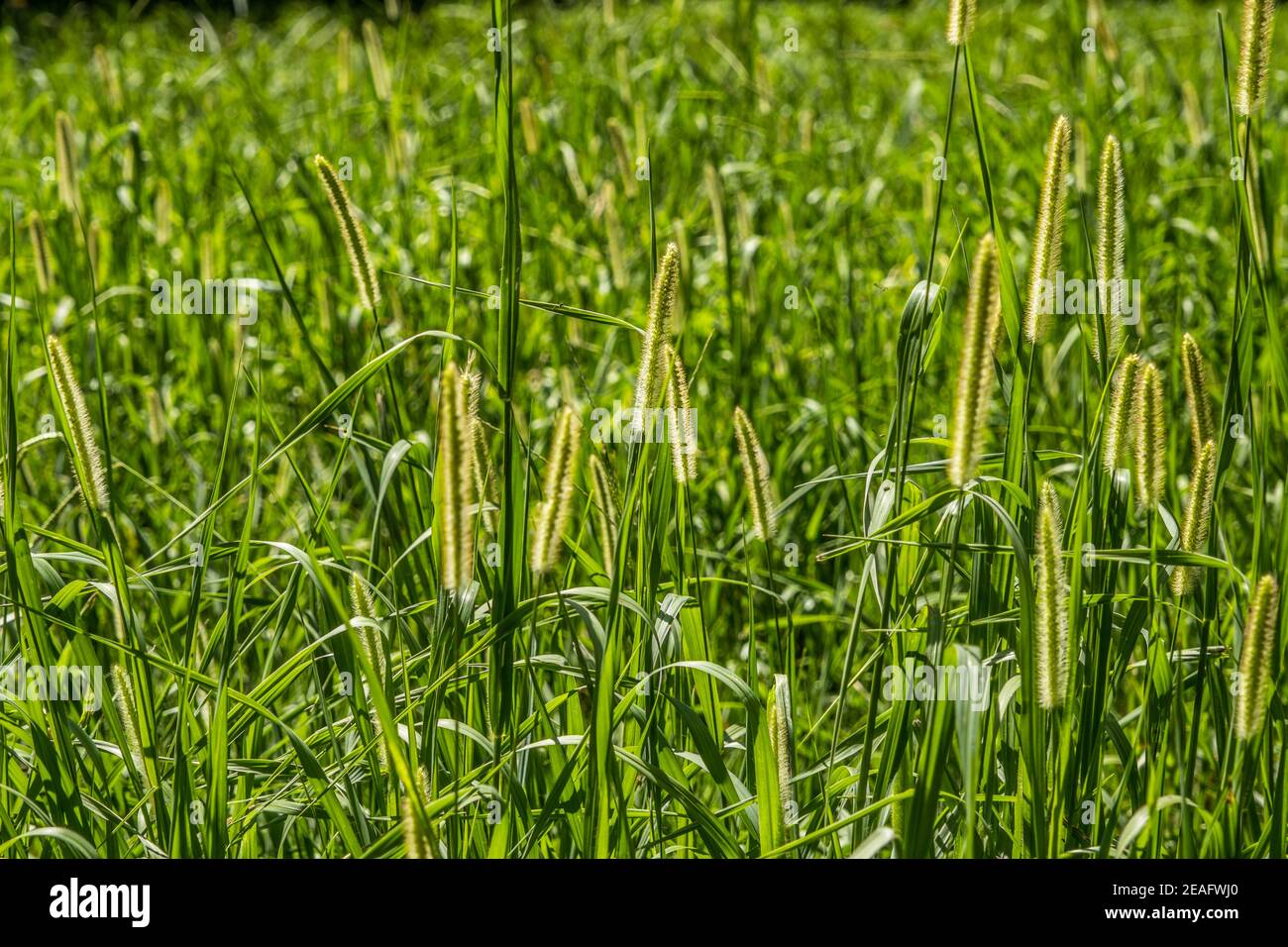 The sunlight glowing through the field back lighting the seed heads of the foxtail grass closeup on a sunny day in summer backgrounds and textures Stock Photo