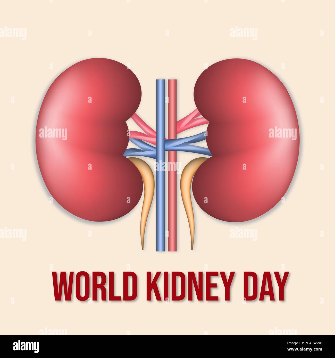 Illustration Of World Kidney Day Poster Stock Vector Image & Art - Alamy