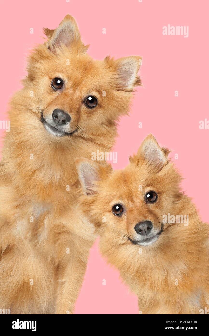 portrait of two mixed breed fluffy dogs looking at camera in front of a pink background Stock Photo