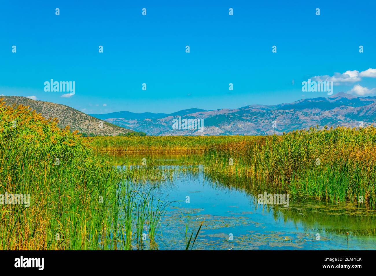 Reed at Kastoria/Orestiada lake in Greece Stock Photo - Alamy