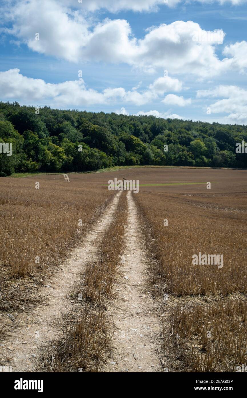 Dirt track across farmland, vanishing into the distance. Stock Photo