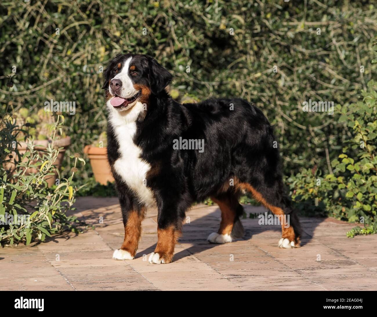 Cute Bouvier Bernese mountain dog outdoo Stock Photo Alamy