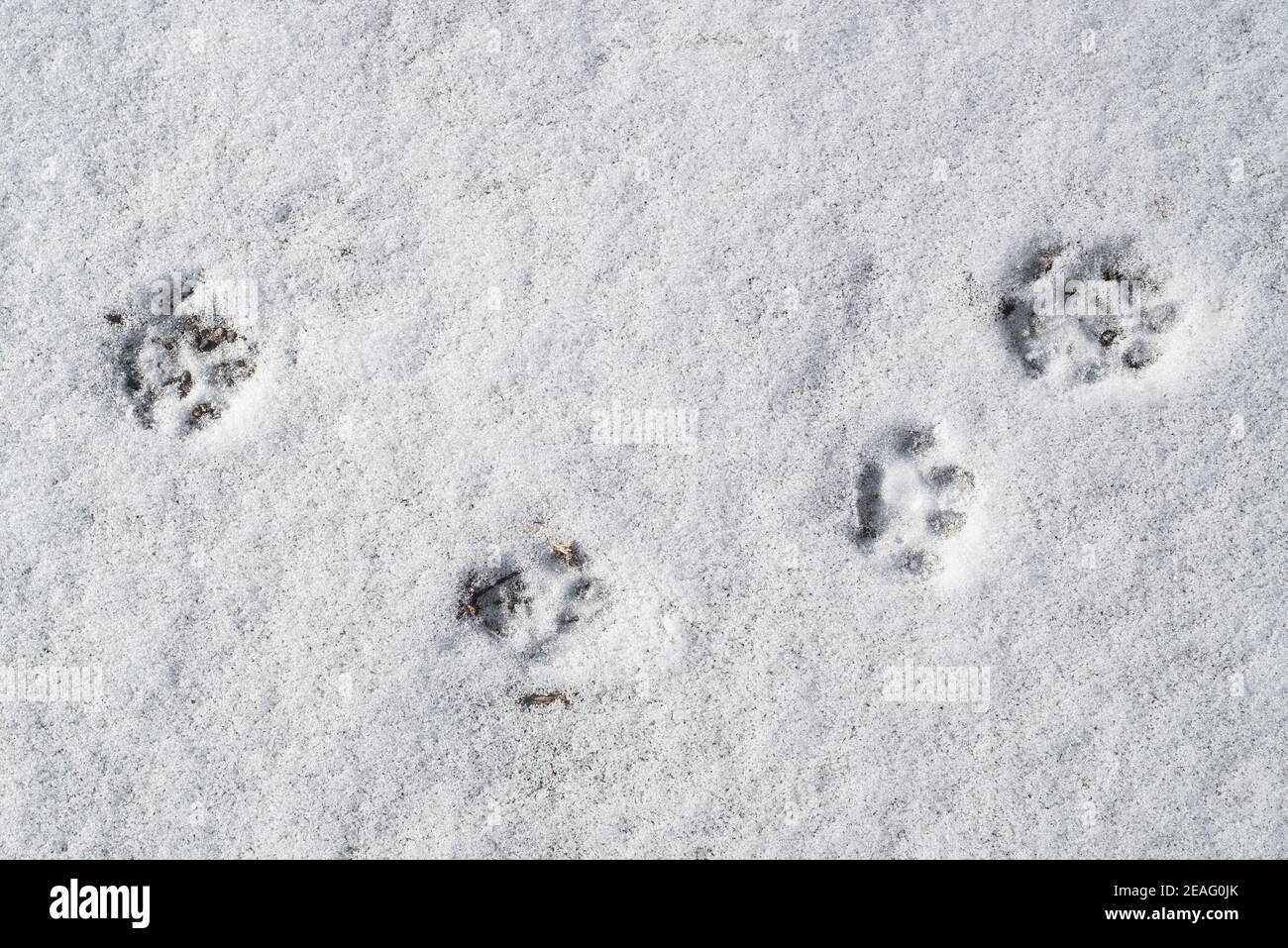 Close-up of footprints showing paw pads from mustelid in the snow in winter Stock Photo