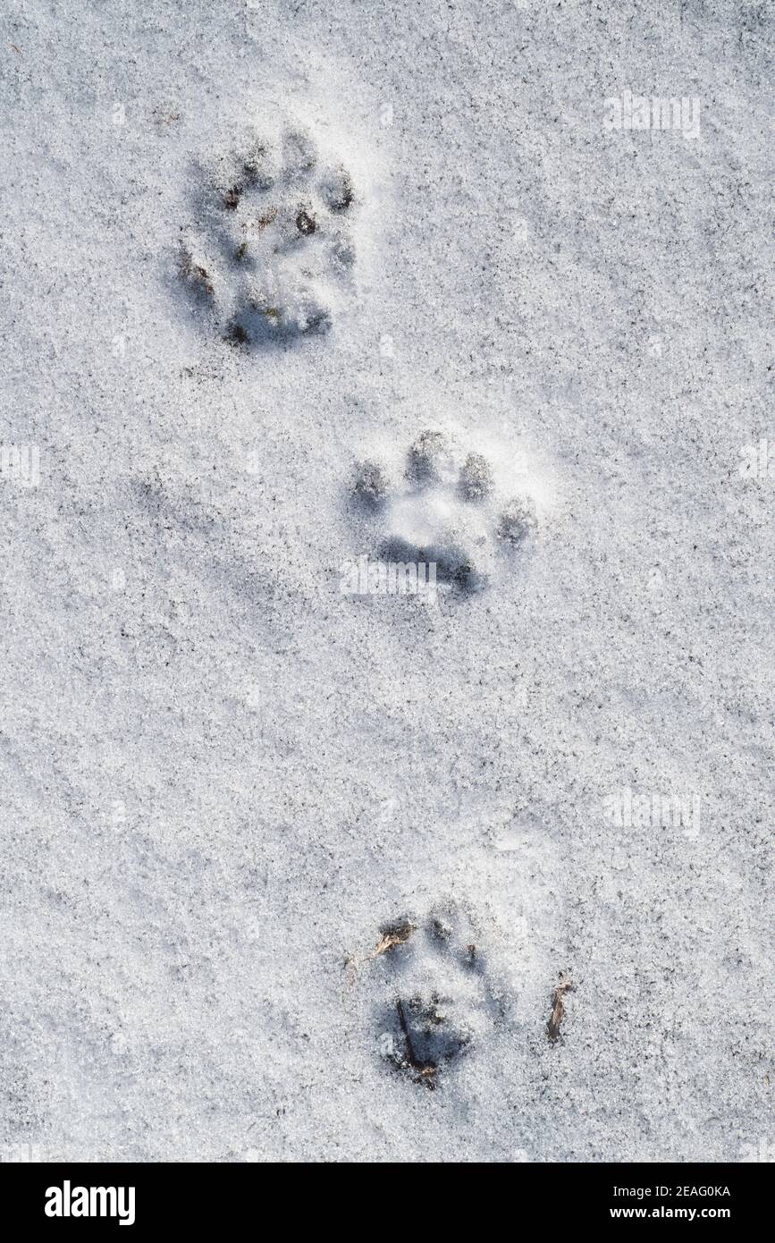 Close-up of footprints showing paw pads from stoat / short-tailed weasel / ermine (Mustela erminea) in the snow in winter Stock Photo