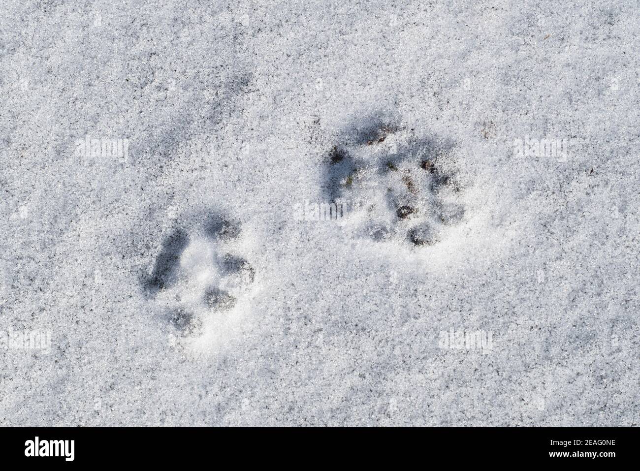 Close-up of footprints showing paw pads from stoat / short-tailed weasel / ermine (Mustela erminea) in the snow in winter Stock Photo